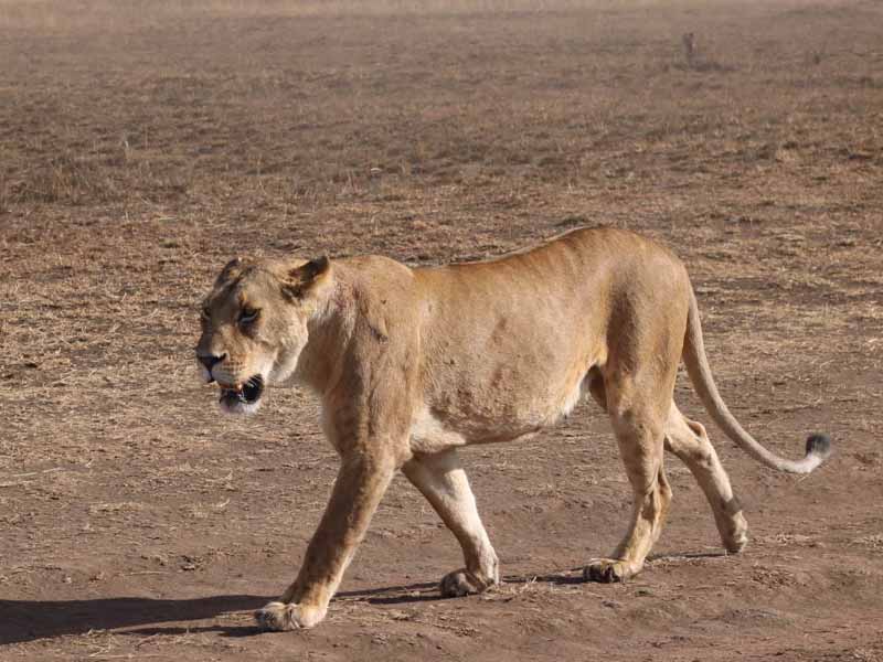 4 Day Luxury Splendor Safari Tarangire, Serengeti & Ngorongoro