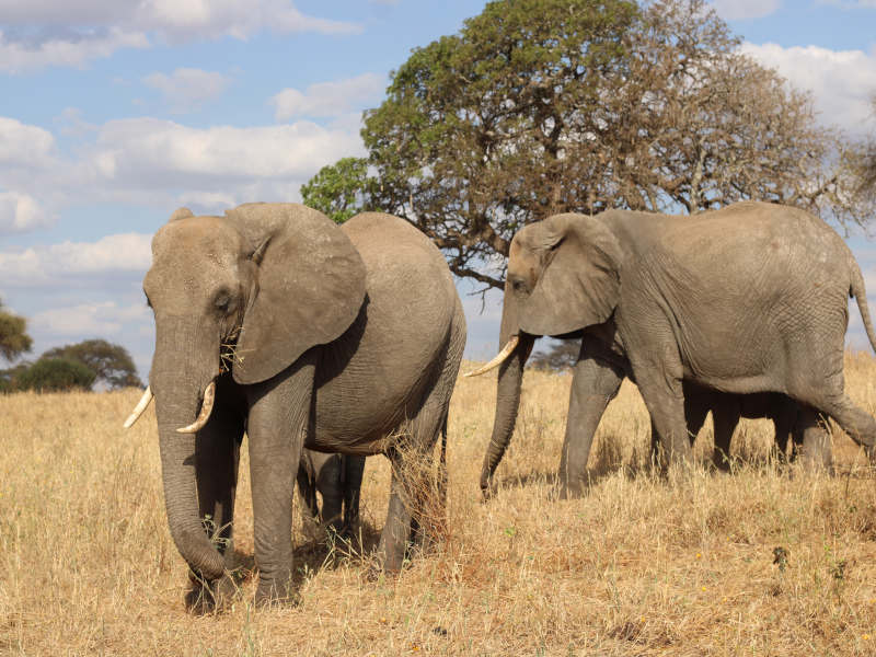 12 Days Combine Safari & Zanzibar