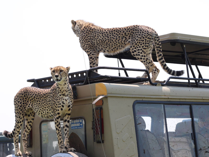 2 Day special Mid range to Manyara & Ngorongoro Crater