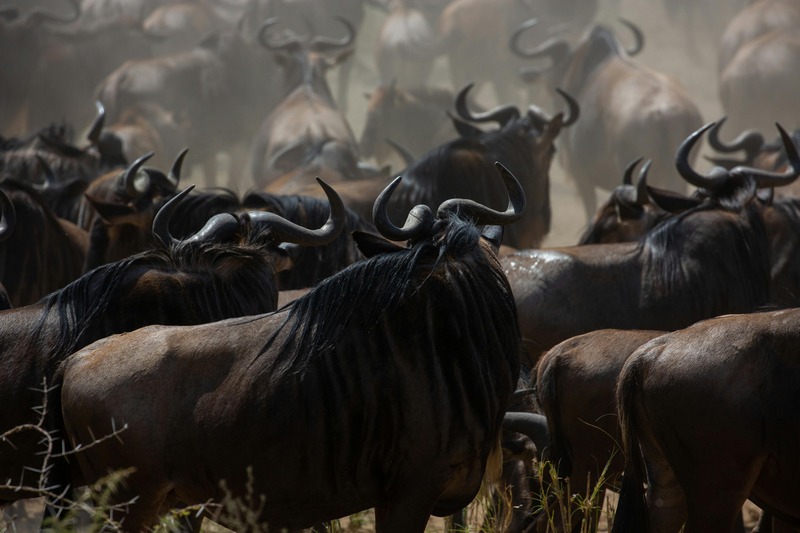 4 Days Calving Season Safari In Ndutu Area and Ngorongoro crater