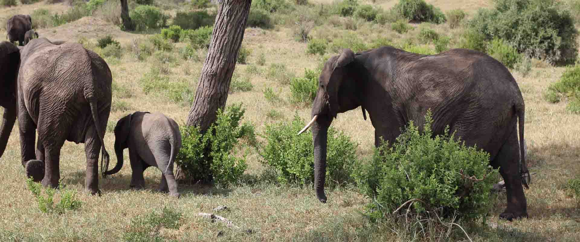 'From $2,025pp - 2 Day Luxury Nyerere Escape: Fly-In Safari & Rufiji Boat Cruise