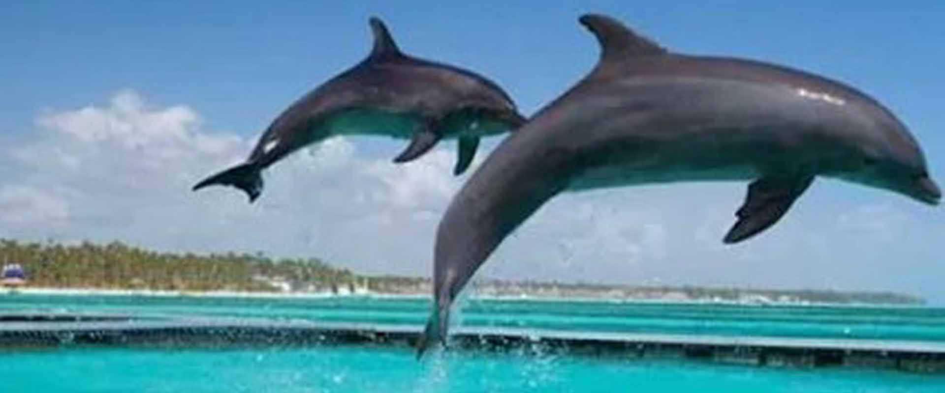 4 Days Safari in Ngorongoro Crater, Serengeti National Park & Zanzibar