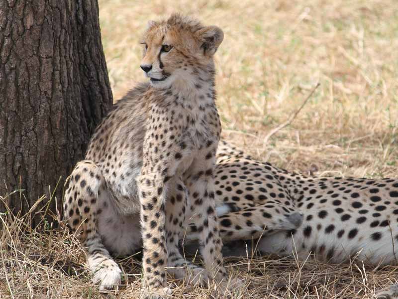 7-Day Tanzania Ultimate Safari Adventure: Tarangire, Natron, Serengeti & Ngorongoro