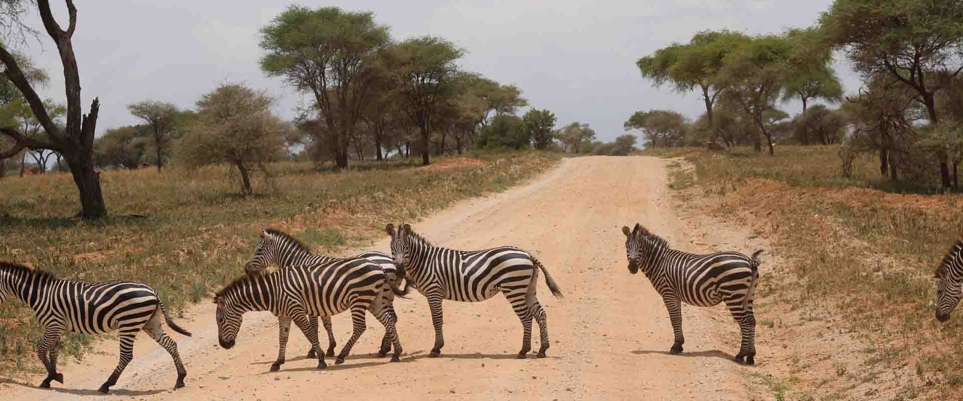 3 Days Lake Manyara & Ngorongoro crater & Tarangire Adventure
