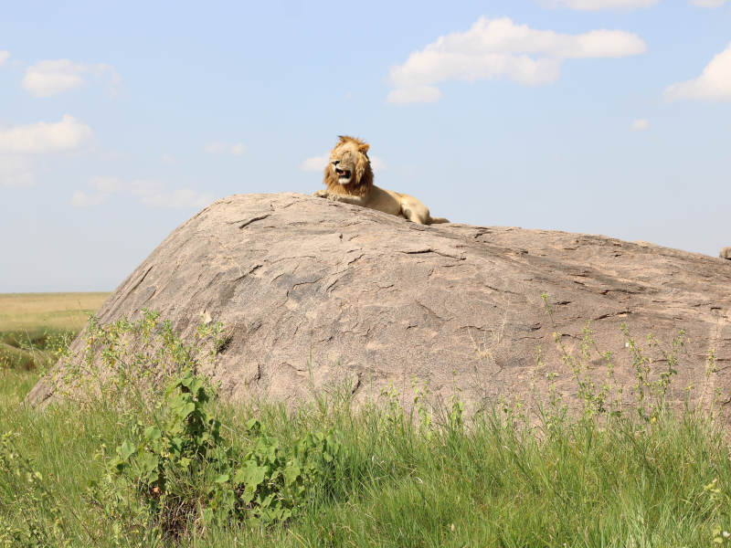 4 Days Luxury Experience in Manyara, Serengeti & Ngorongoro Crater