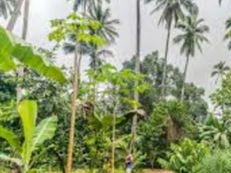 2 Days Spice & Farm Experience