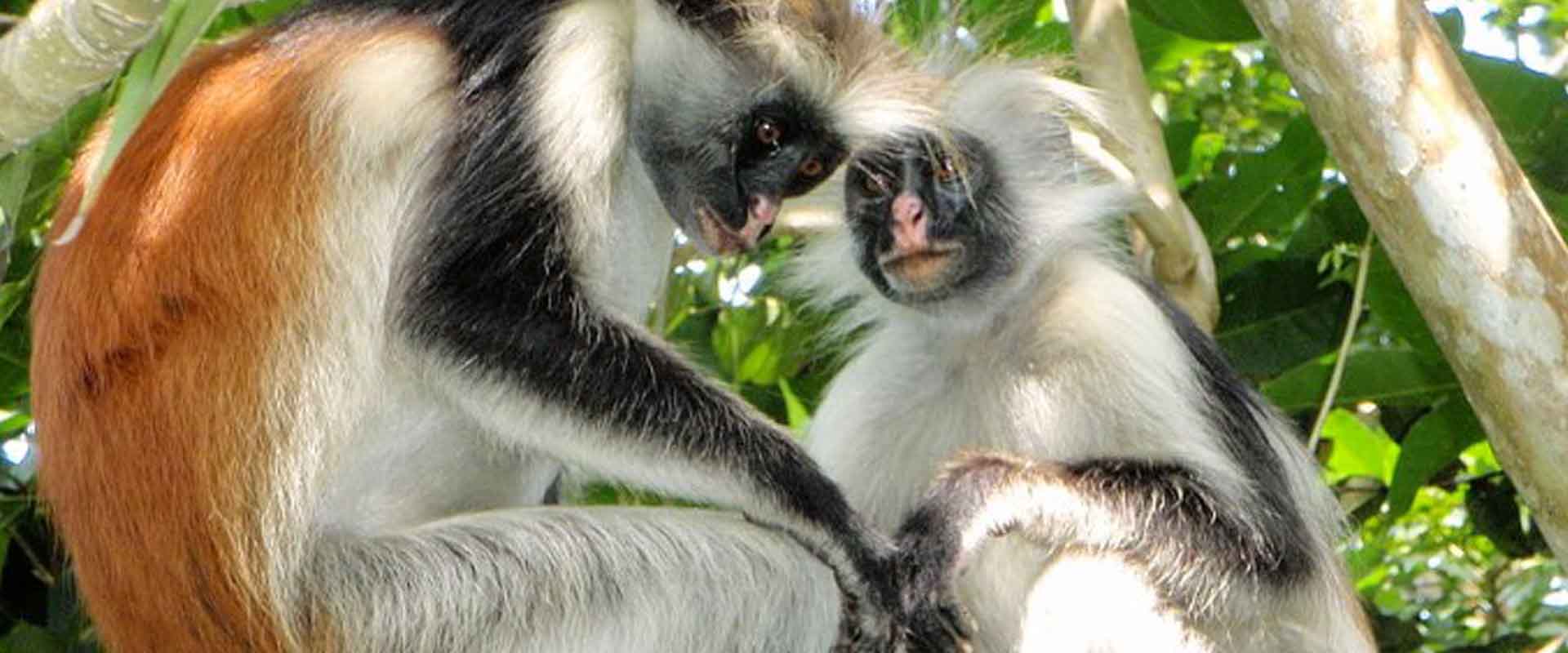 4 Days water sports, forest trekking, and cultural immersion