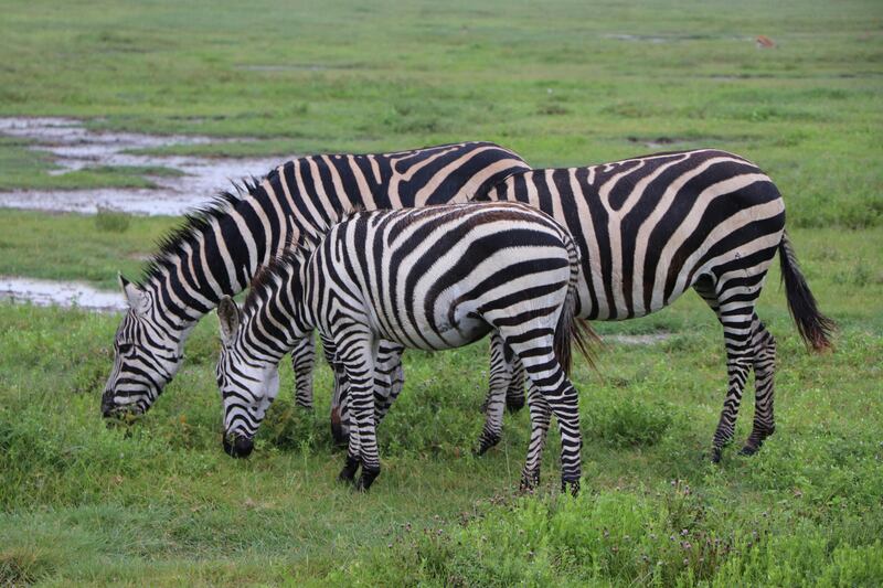 2 DAYS NYERERE FLY FROM ZANZIBAR (GAME DRIVE, BOAT AND MAASAI CULTURE) Route