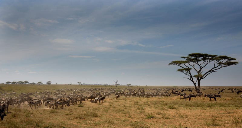 4 Days Calving Season Safari In Ndutu Area and Ngorongoro crater