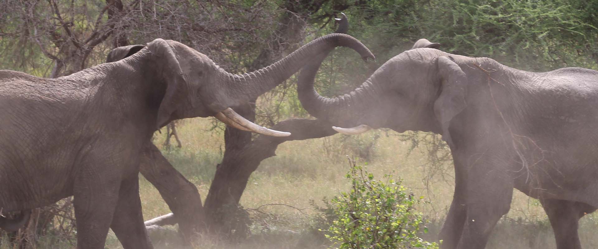 Arusha National Park-Armed Walking Safari