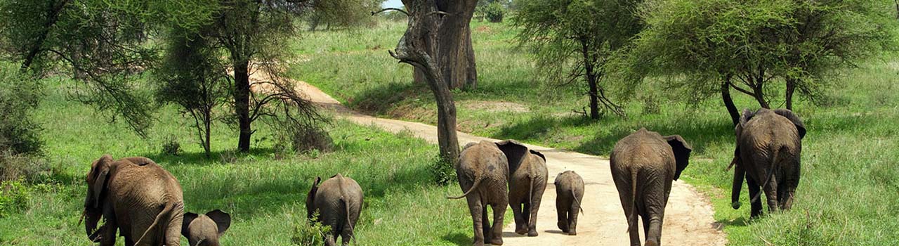 2 DAYS NYERERE FLY FROM ZANZIBAR (GAME DRIVE, BOAT AND MAASAI CULTURE)