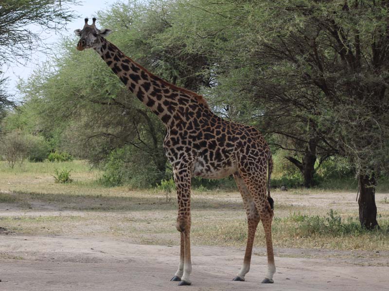 Tarangire National Park Ranger-Led Bush Walk