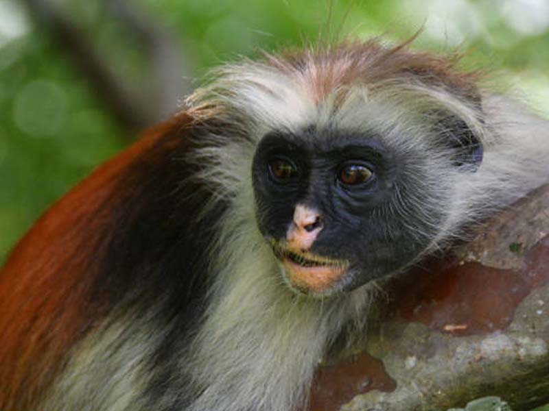 Mangrove & Coastal Nature Walk – Jozani Forest