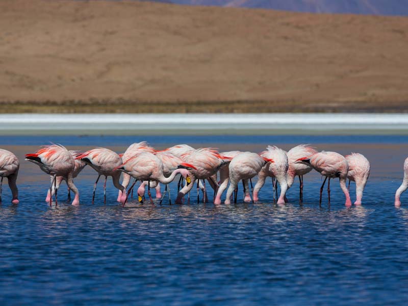 6 Days Lake Natron + Ol Doinyo Lengai Trek + Serengeti National Park Safari
