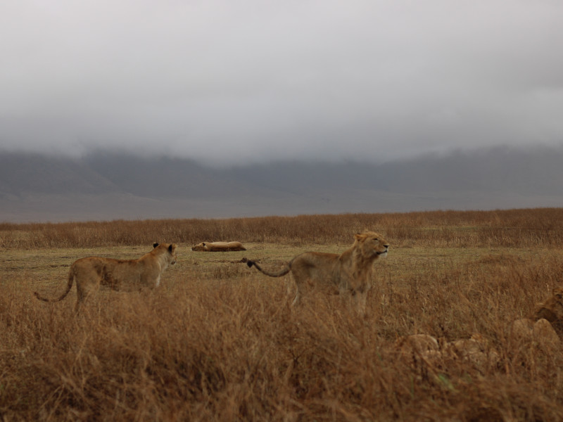 4 Day Wonderful Mid range to Safari Manyara, Serengeti, Ngorongoro