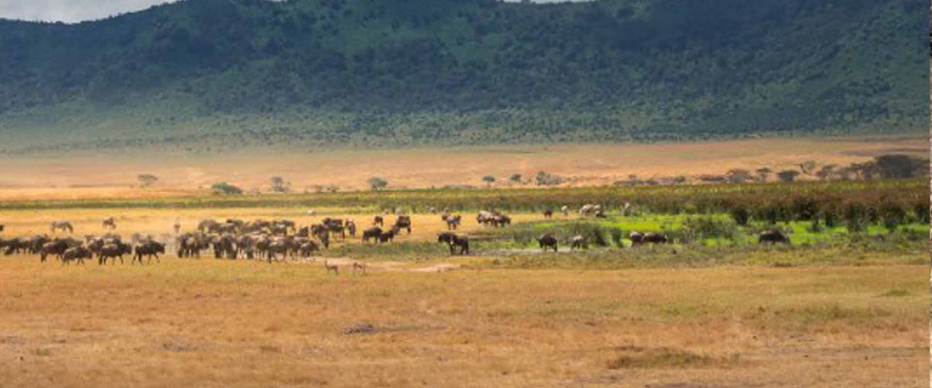 5 Days Serengeti - Ngorongoro - Lake Manyara Romantic Safari