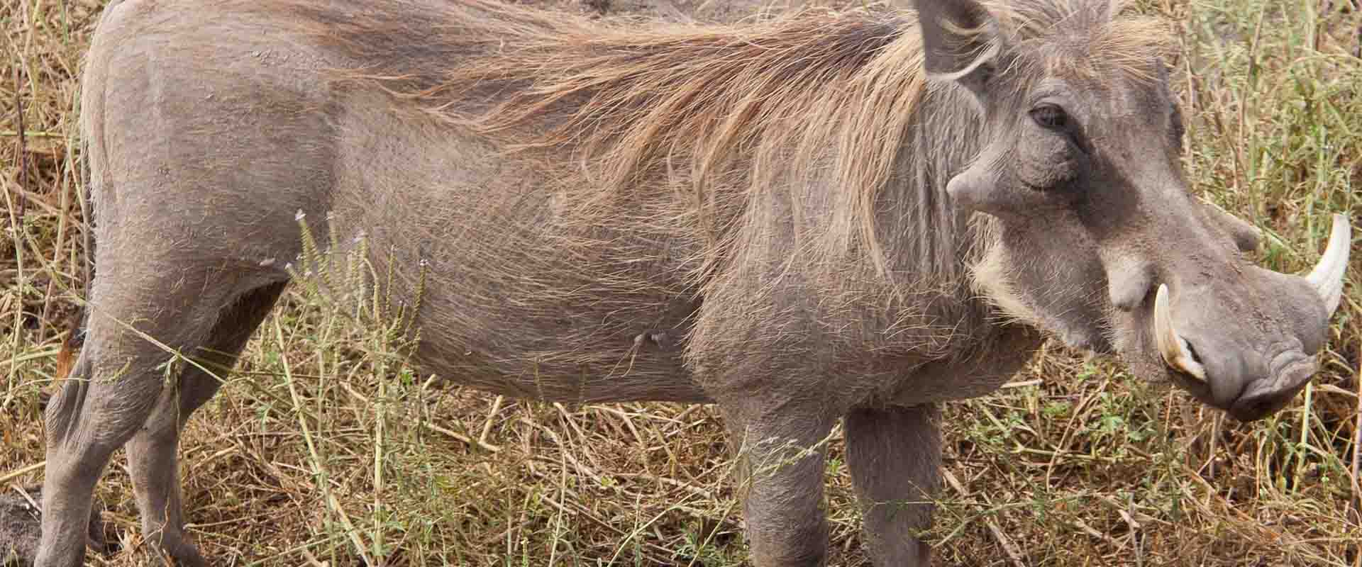 6 Days Lake Natron + Ol Doinyo Lengai Trek + Serengeti National Park Safari