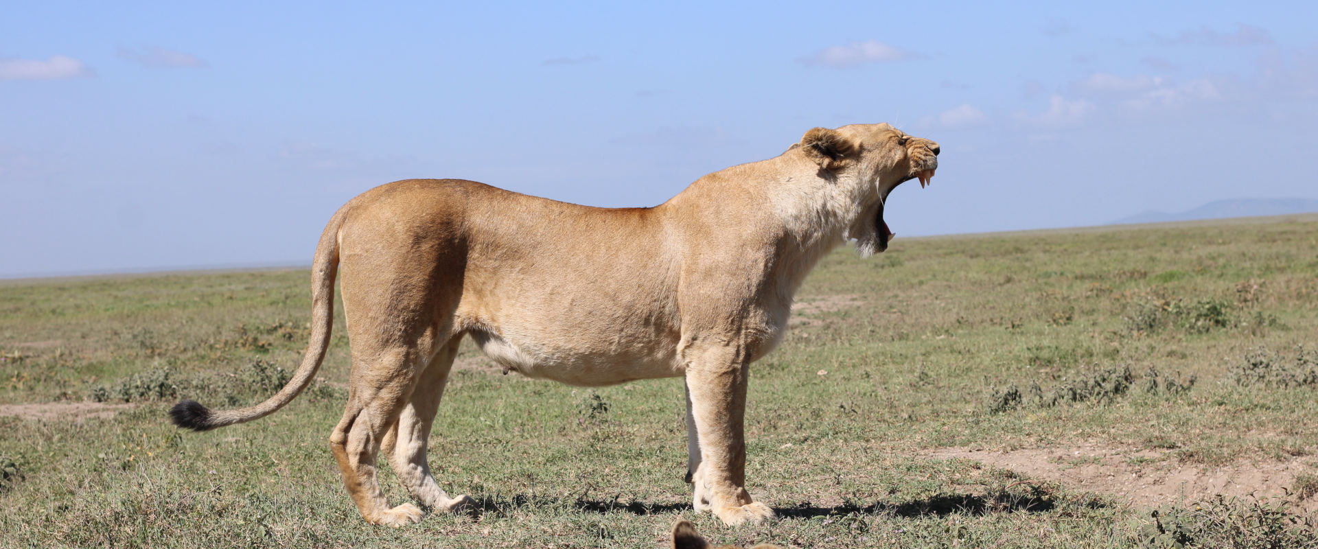 8-day Northern Tanzania Safari: Arusha, Lake Manyara, Serengeti, Ngorongoro Crater and Tarangire