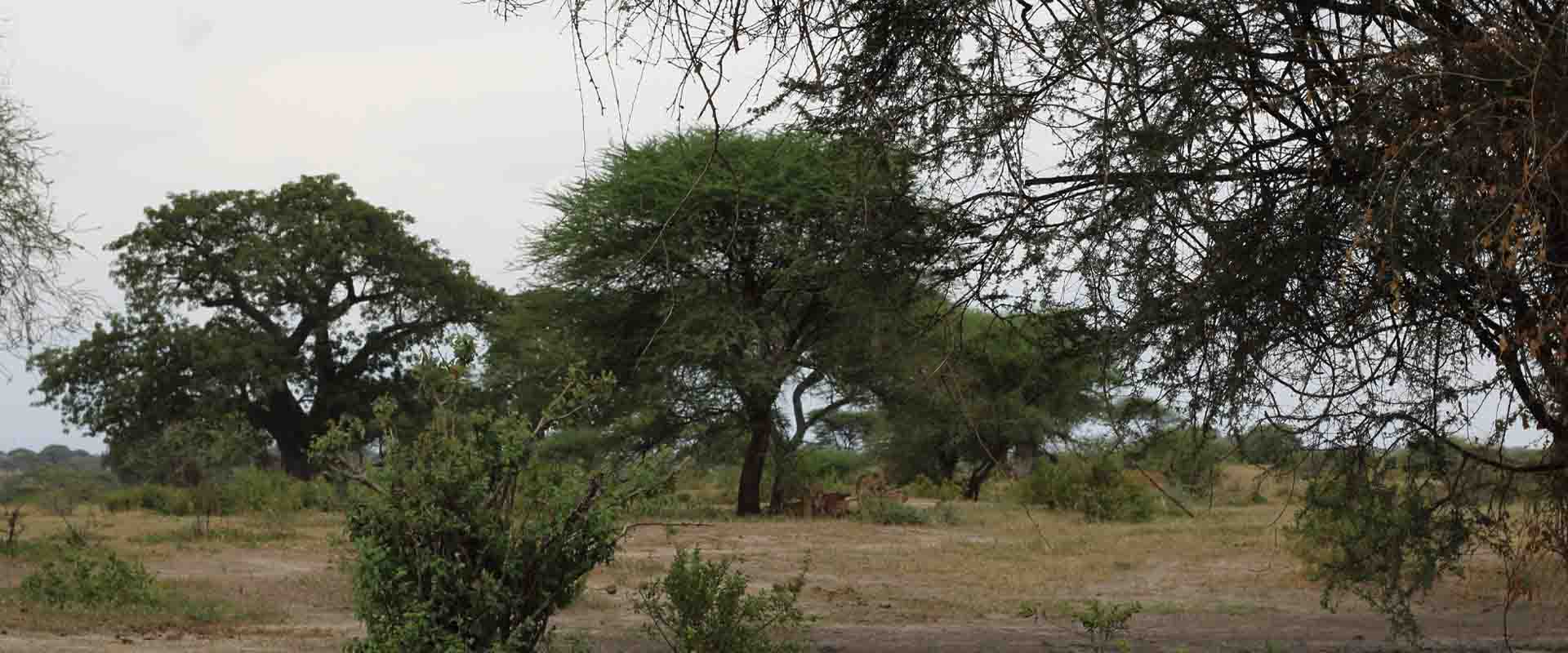 'From $4,800pp - 4 Day Nyerere Luxury Retreat: Game Drives, Bush lunch & Rufiji Boat Safari