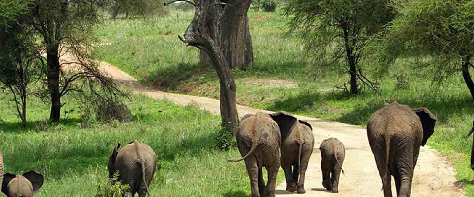 Make booking for safari