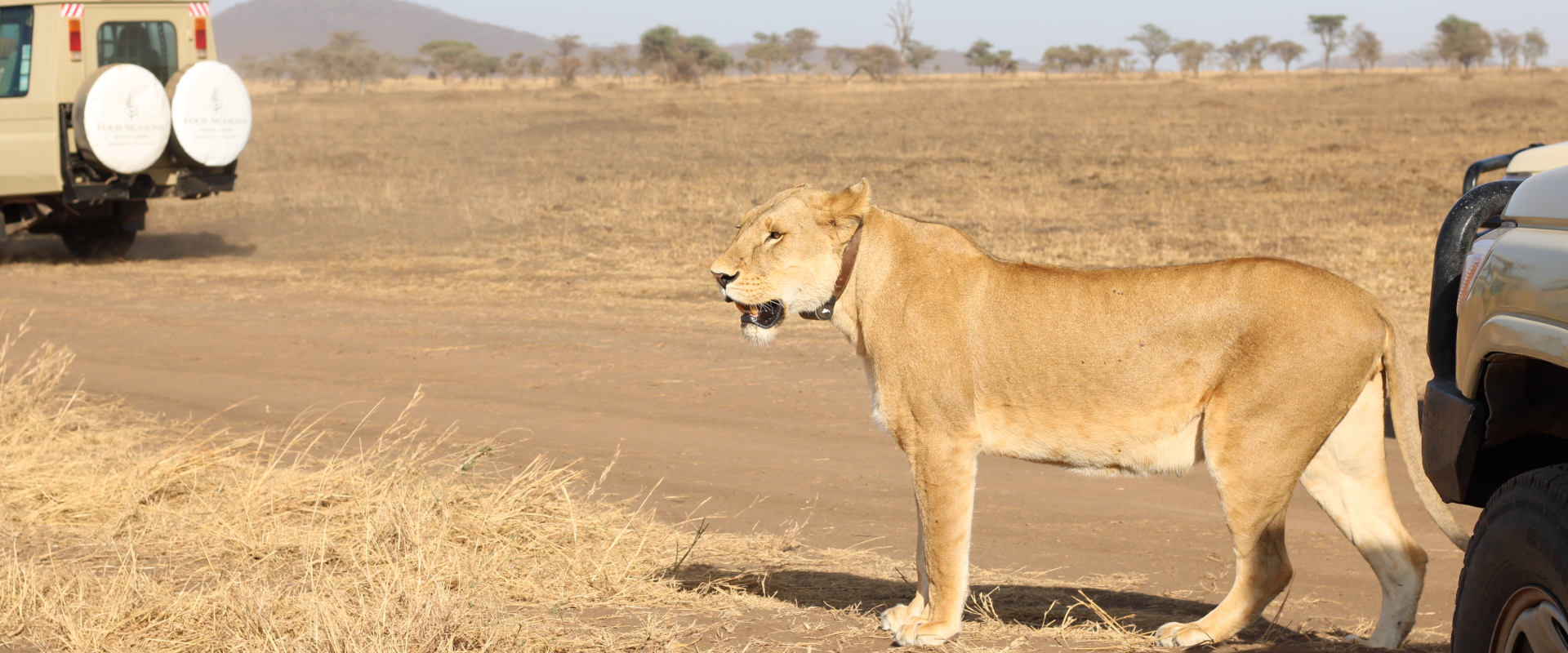 3 Days Luxury Safari to Manyara, Lake Eyasi & Ngorongoro