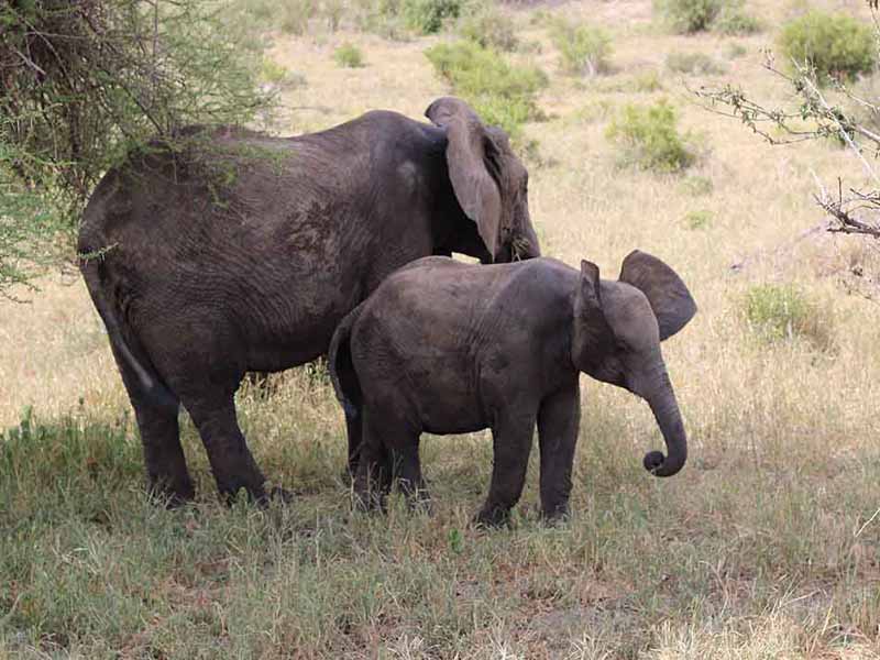 5 Days Tarangire National Park, Canopy in Lake Manyara, Cultural tour in Mto wa Mbu,& Zanzibar