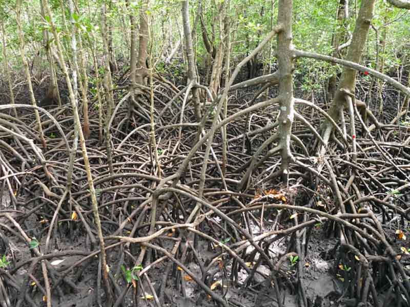 3 Days Zanzibar Nature & Wildlife Adventure
