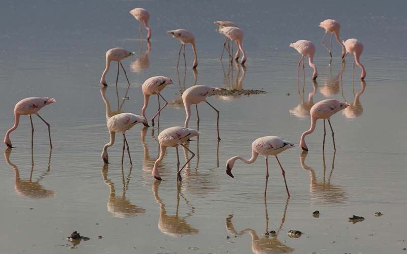 8-day Northern Tanzania Safari: Arusha, Lake Manyara, Serengeti, Ngorongoro Crater and Tarangire
