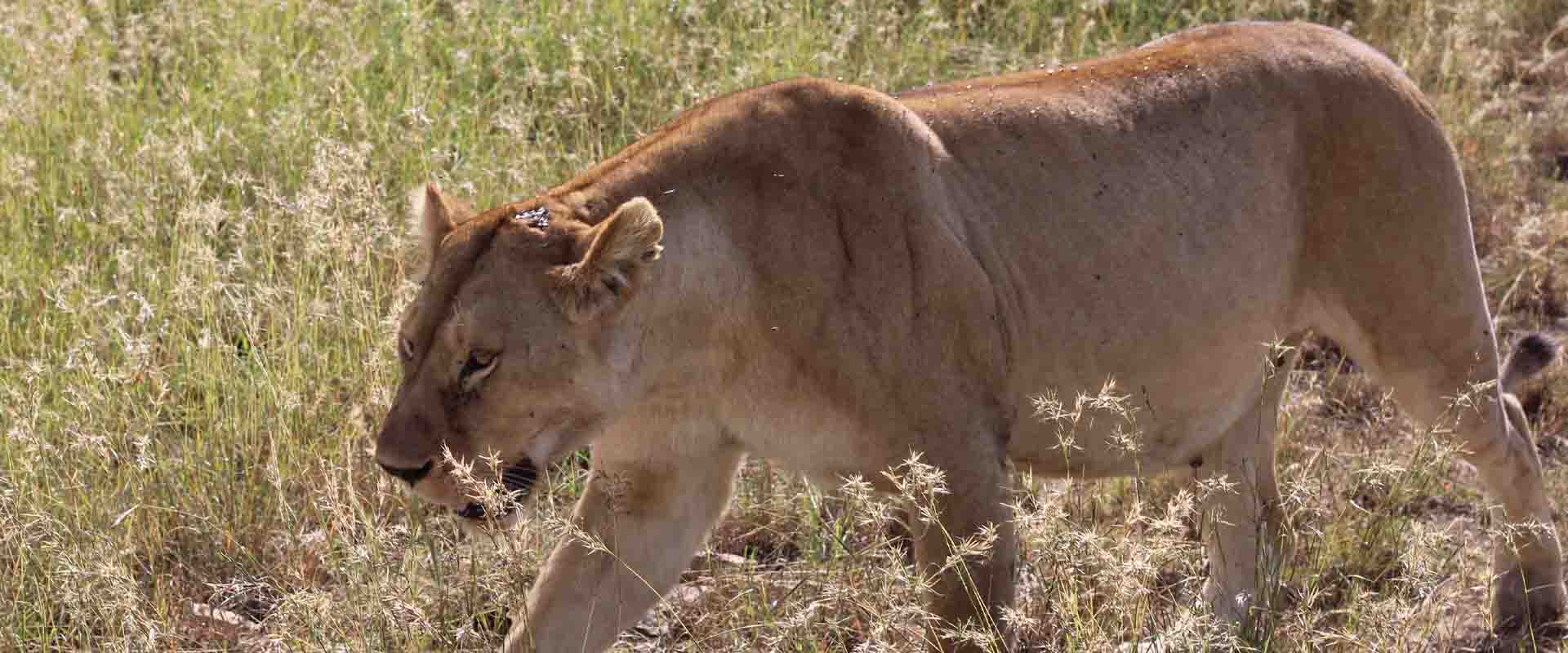 7 Days Maasai Culture, Serengeti Safari & Zanzibar Escape