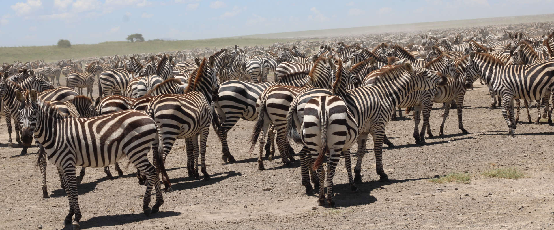 4 Days Luxury Migration Safari in Northern Serengeti  (Crossing the River)