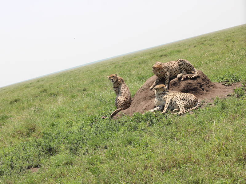 3 Day Mid Range Safari to Tarangire National Park, Manyara National Park & Ngorongoro Crater