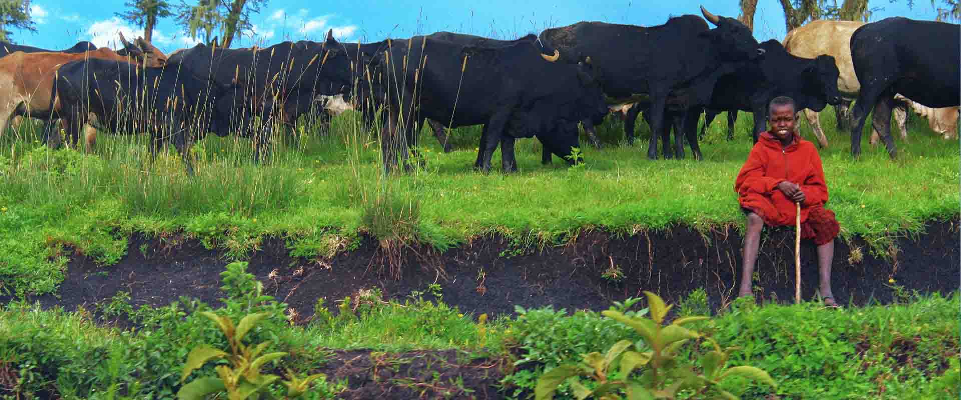 5 days Lemosho Trek + Ngorongoro Crater Safari