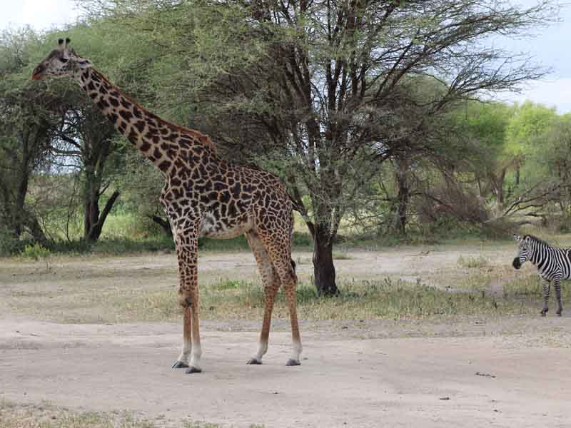 7 Days Maasai Culture, Serengeti Safari & Zanzibar Escape