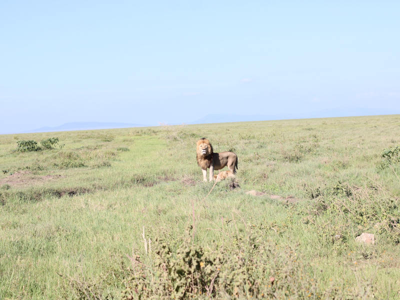 4 Day Budget Safari Serengeti & Ngorongoro Crater