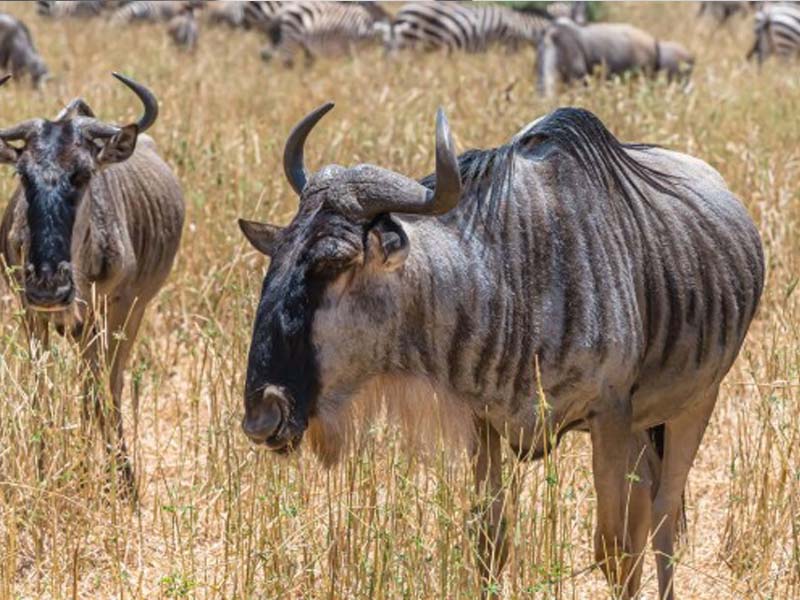 3 Days Serengeti Great Migration Safari