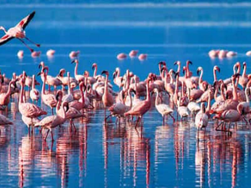 7-Day Tanzania Ultimate Safari Adventure: Tarangire, Natron, Serengeti & Ngorongoro