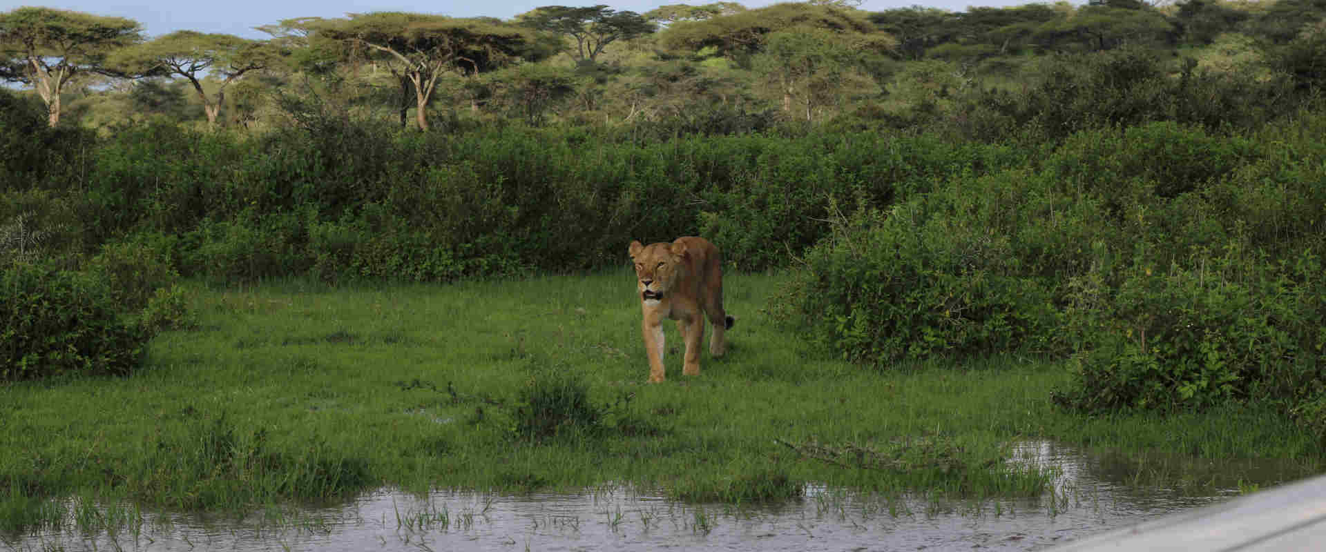 5 Day Wonderful Safari Manyara, Serengeti, Ngorongoro & Cultural Tour