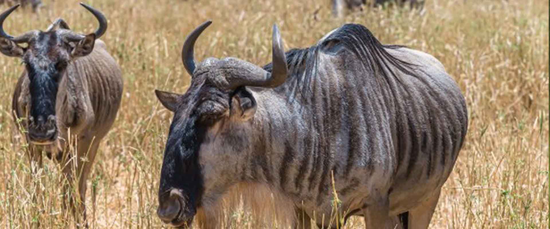 5 Days Great Migration Safari – Western Corridor (Grumeti River Crossing)