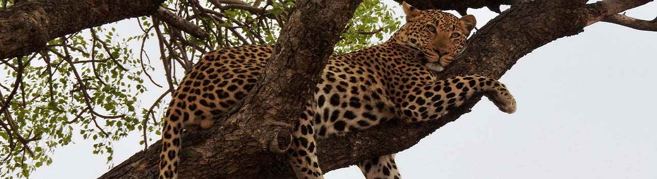 3 Days Nyerere National Park for Wonderful Game, Walking, & Boat