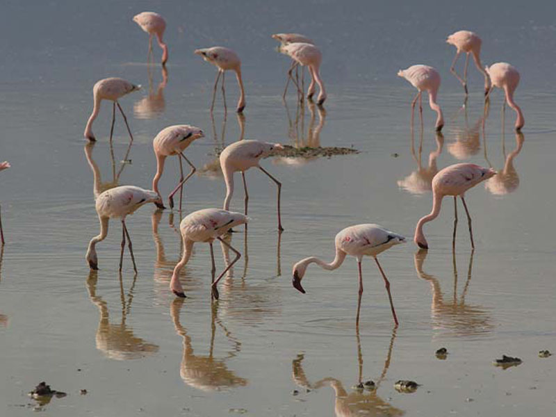 8-day Northern Tanzania Safari: Arusha, Lake Manyara, Serengeti, Ngorongoro Crater and Tarangire